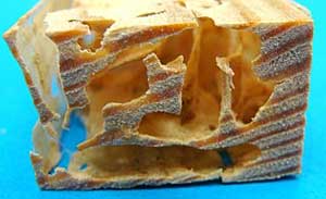 von Larven des Hausbockk&auml;fers zerfressenes Holz