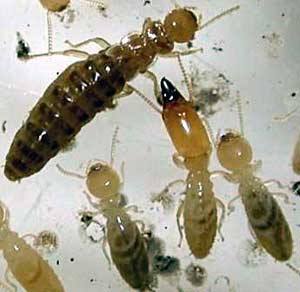 Termiten (Reticulitermes santonensis)