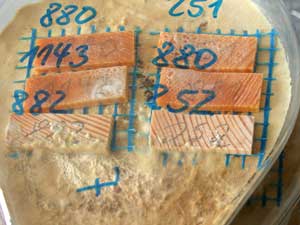 Screening- Test gegen Basidiomyceten