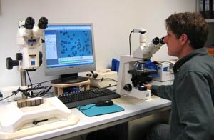 mikroskopische Untersuchung eines Hausf&auml;ulepilzes