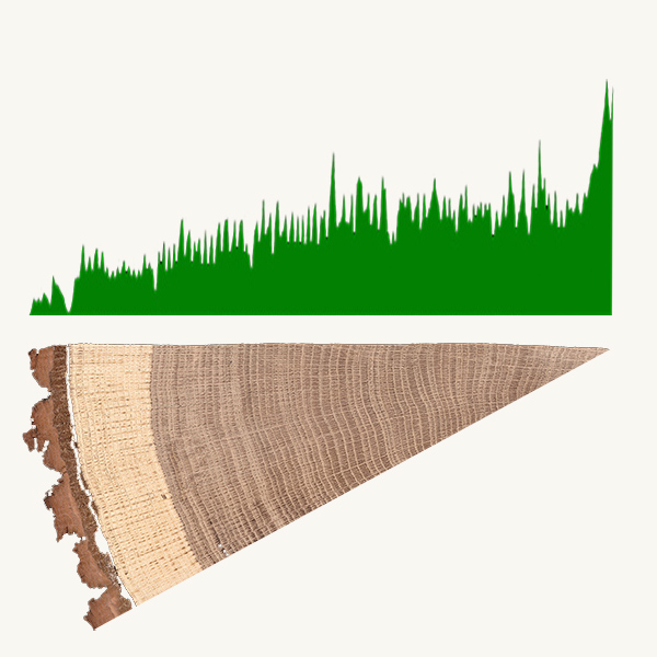 Bohrwiderstandsmessung an einem ungeschädigten Eichenholzkeil